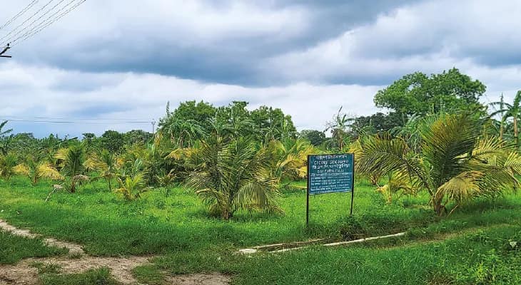 কল্যাণীতে উন্নতমানের নারকেল চারার নার্সারি গড়ে তুলেছে কেন্দ্রীয় কৃষি মন্ত্রক