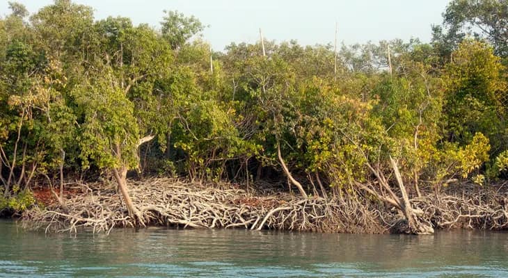 নিম্নচাপের ‘রেকর্ড’ বৃষ্টিতে ভাসল সুন্দরবন