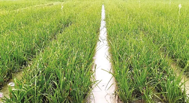 বিরামহীন বৃষ্টি, ক্ষতির মুখে নদীয়ার ফুল চাষ