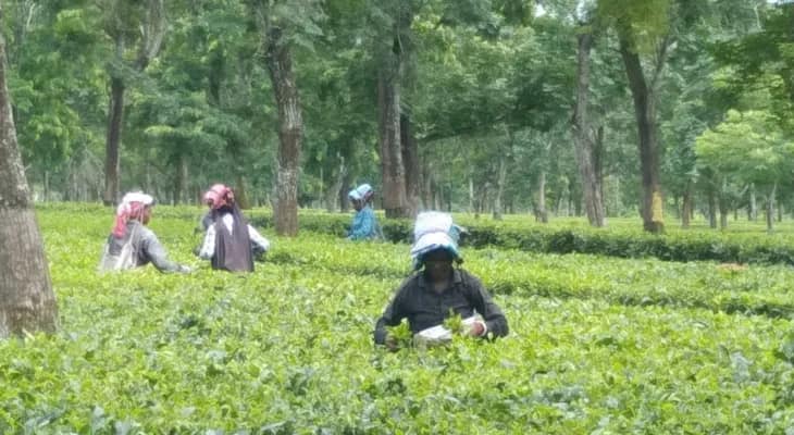 আলিপুরদুয়ারে চা বাগানে বনধের কোনও প্রভাব নেই