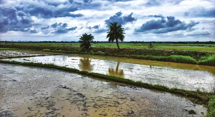 জেলায় ৯৮ শতাংশ বীজতলা সম্পূর্ণ, ভাবাচ্ছে শুধু নিম্নচাপ