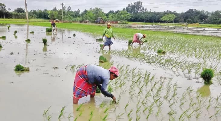 আমন ধান রোপণ শুরু হলেও কৃষকবন্ধু প্রকল্পের টাকা অমিল