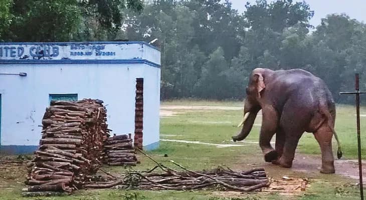 হাতির হানা রুখতে এবার গোপীবল্লভপুর থেকে বেলপাহাড়ী সীমানায় বনপ্রাচীর গড়বে বনদপ্তর