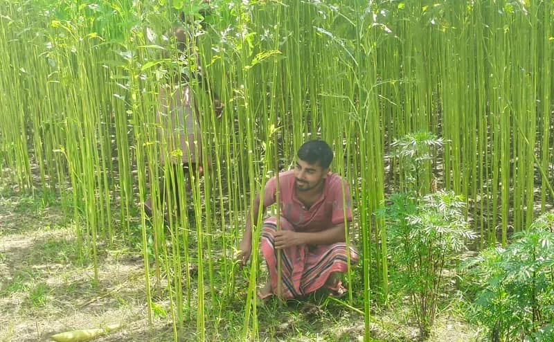 প্রয়োজনীয় পর্যাপ্ত বৃষ্টির অভাব, বিপাকে ময়নাগুড়ির পাট চাষীরা
