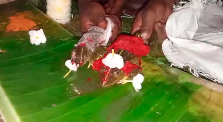 জলের ঘাটটিতে পুড়ছে ফসল, বৃষ্টির জন্য ব্যাঙের বিয়ে দেওয়ার হিড়িক জলপাইগুড়িতে