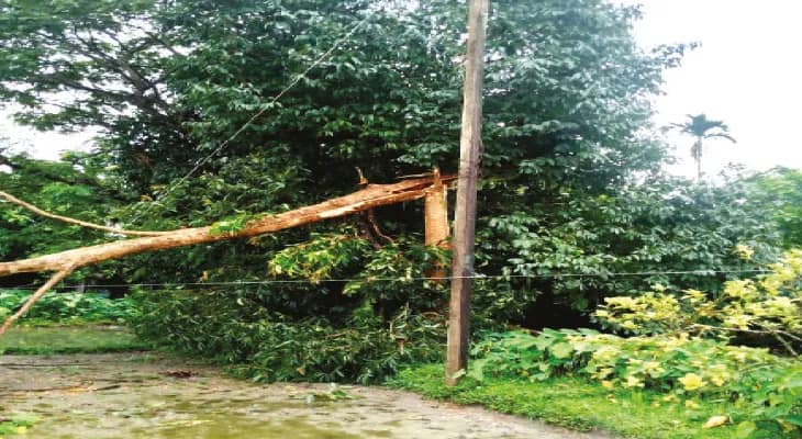 শিলিগুড়ি, আলিপুরদুয়ারে ঝড়ের তাণ্ডব, ভাঙল বহু গাছ, পরিস্থিতি মোকাবিলায় তৎপর প্রশাসন