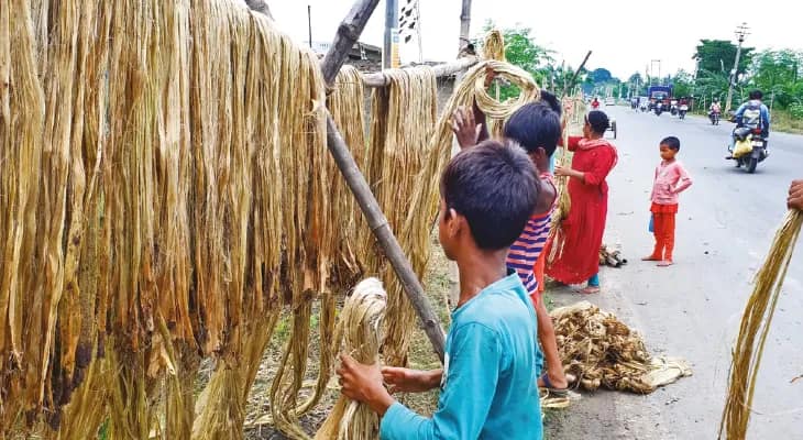অভাবের তাড়না! স্কুল ছেড়ে পাটের কাজে শিশুরা