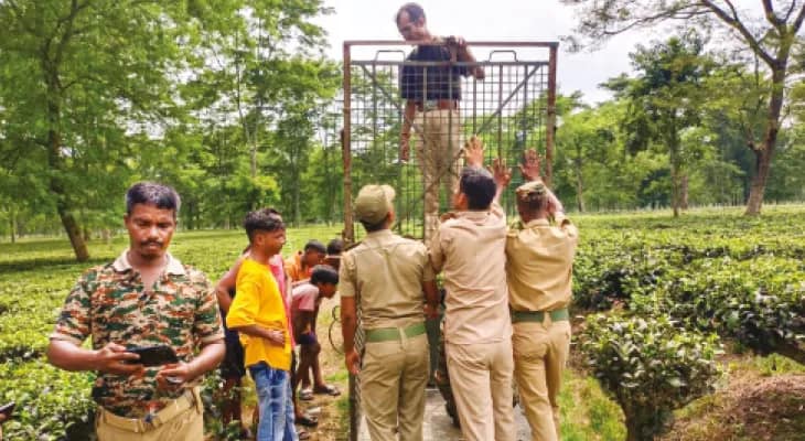 মানুষখেকো চিতাবাঘ ধরতে কলাবাড়ি চা বাগানে ৩টি খাঁচা