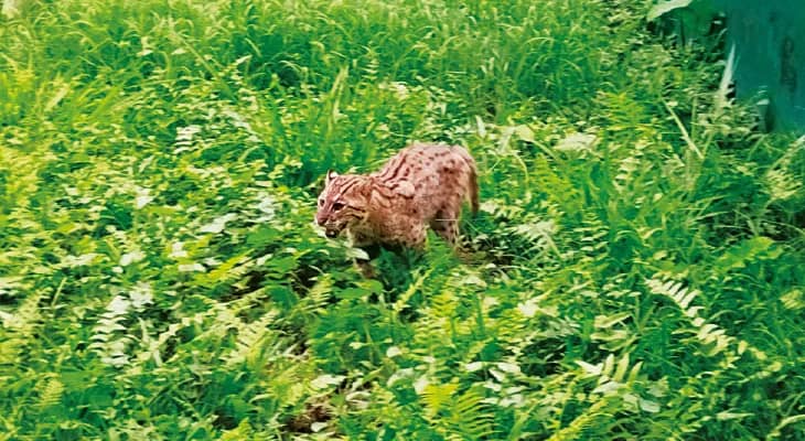 রসিকবিল: জোড়া সঙ্গিনী পেয়ে বেশ চনমনে মাদা মেছো বিড়াল