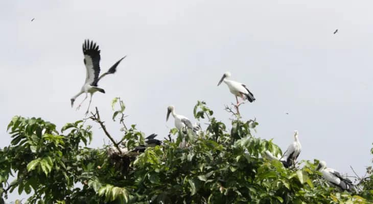 পরিযায়ী পাখি শিকারিরা অধরা রায়গঞ্জে জারি গ্রেপ্তারি পরোয়ানা