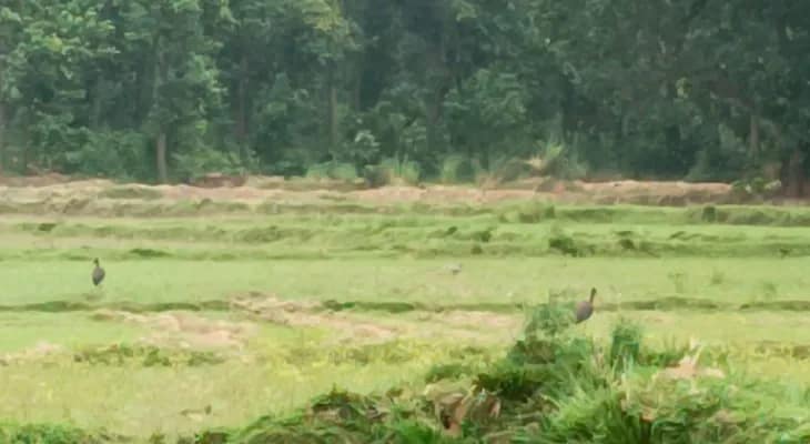 নিয়ম না মেনে শ্যুটিং আউশগ্রামের গভীর জঙ্গলে, বর্ষায় নৃত্য ভুলেছে ভীত ময়ূরের দল