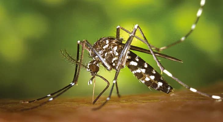 জেলাজুড়ে লাফিয়ে বাড়ছে ডেঙ্গু, আক্রান্ত ৪৫০, উদ্বেগ, গত মাসে সংখ্যাটা ছিল ২৫০, বাড়ল প্রায় দ্বিগুণ