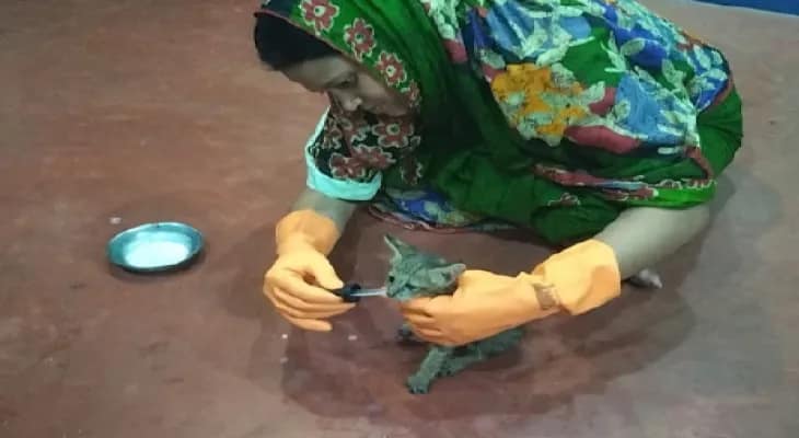 পরিবেশকর্মীদের উদ্যোগে মায়ের কাছে ফিরল বনবিড়ালের ছানা