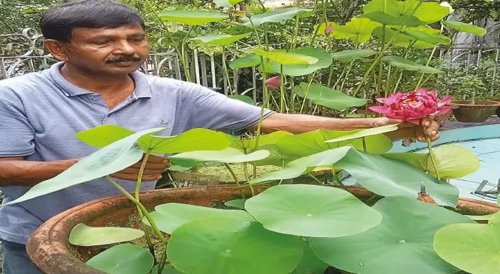 কচুরিপানার প্রেমে মজেছেন শ্যামপুকুরের সত্যরঞ্জন, টবে ফুটছে বিউটিফুল ব্লু ডেভিল