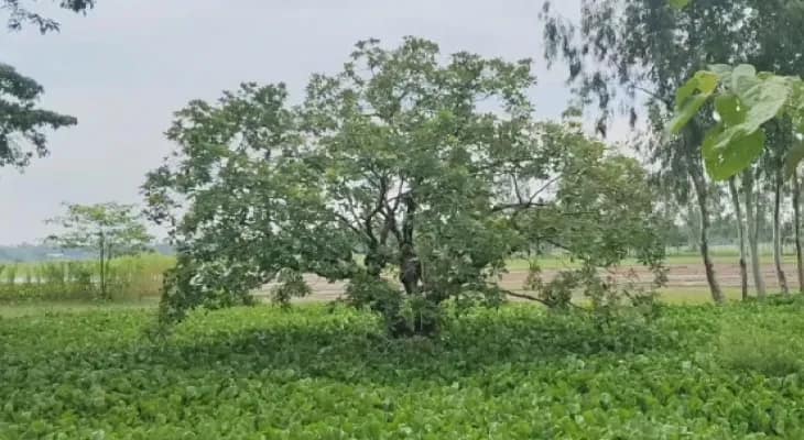 রায়পাড়ার পাহারাদার তিন শতক পুরনো হিজলগাছ