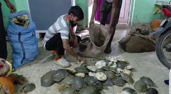 বাংলাদেশে পাচারের আগে উদ্ধার প্রচুর কচ্ছপ