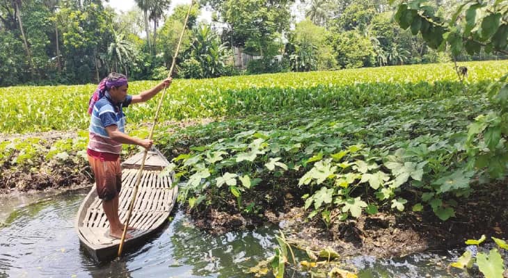 বাগদায় ইছামতীর বুকে কচুরিপানার উপর ‘ভাসমান খেত’, ঢ্যাঁড়শ ফলনের অপেক্ষা
