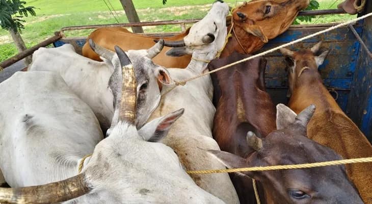 বাংলায় আবার সক্রিয় গোরুপাচার সিন্ডিকেট, মূল মাথারা বসে বিহার ও উত্তরপ্রদেশে