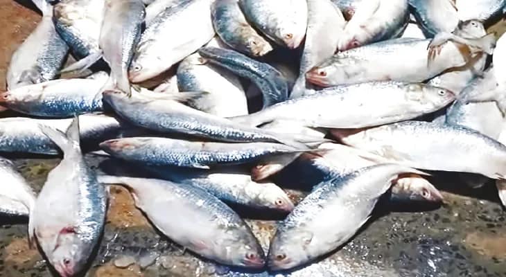 শ্রাবণে উদার দীঘার সমুদ্র, একশো টন ইলিশ নিয়ে ফিরলেন মৎস্যজীবীরা