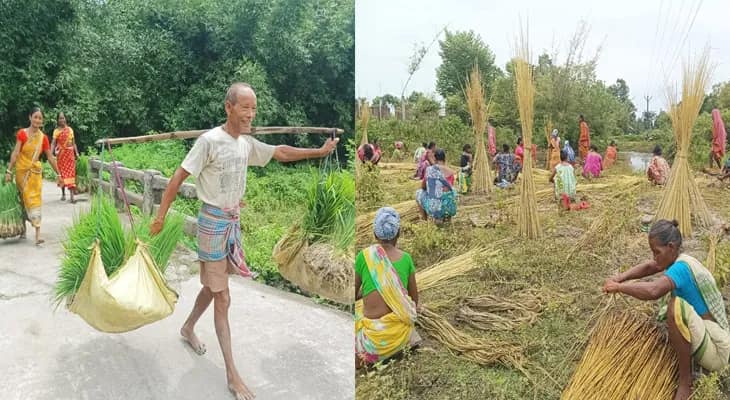 বৃষ্টি হতেই কৃষকদের মুখে হাসি চওড়া, ধান-পাট নিয়ে ব্যস্ত চাষিরা