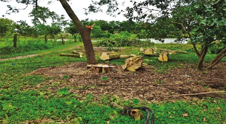 একসময় স্বাধীনতা সংগ্রামীদের আখড়া, গলসির চান্না আশ্রমের গাছ কেটে সাফ করছে মাফিয়ারা