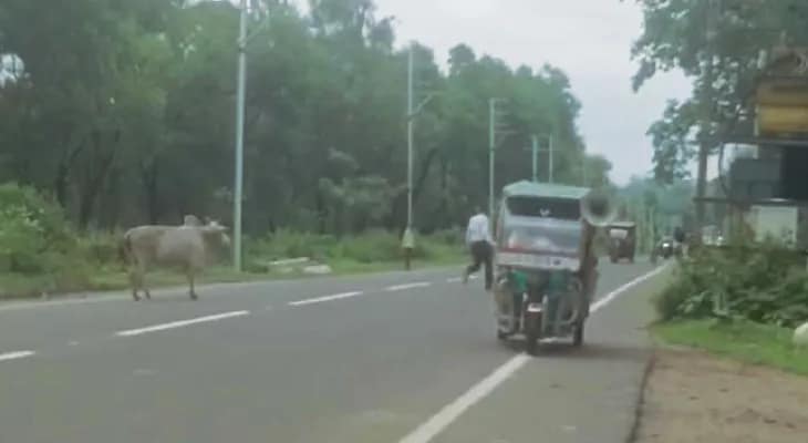 রাজ্য সড়কে গবাদি পশু দেখলেই মালিকদের বিরুদ্ধে দ্রুত পদক্ষেপ, পাড়া ও রঘুনাথপুরে কঠোর বার্তা পুলিসের