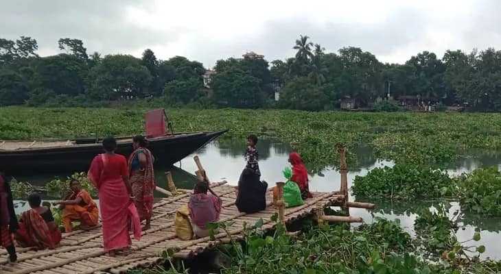 জলঙ্গি নদীতে কচুরিপানার জন্য তেহট্ট ফেরিঘাটে খেয়া পারাপার বন্ধ, সমস্যায় দুই পাড়ের যাত্রীরা