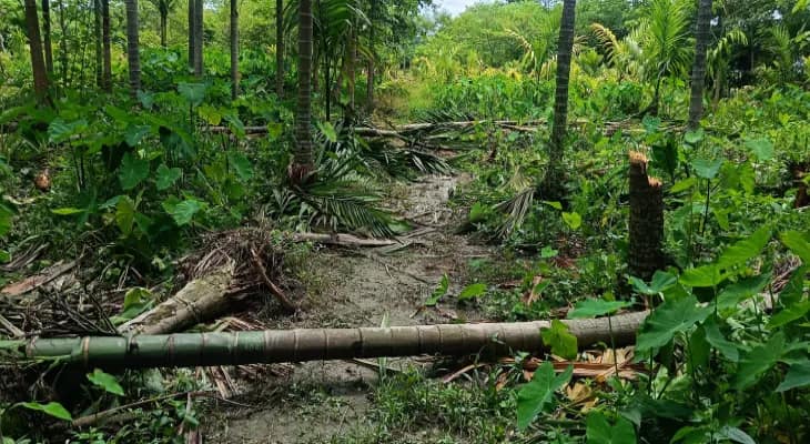 সুপারি বাগানে হাতির পালের হানাদারি, ভাঙল ১৫০টি গাছ