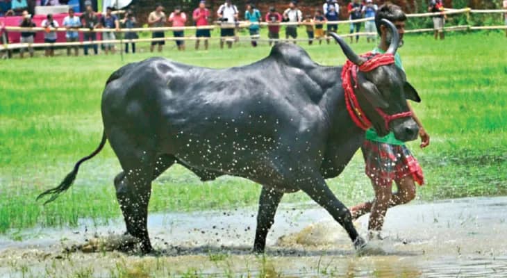 কেজি দু’য়েক ছোলা খেয়ে ঘোড়ার মতো ছোটে, ভিআইপি খাতির পায় কুলতলির কালো মাণিক