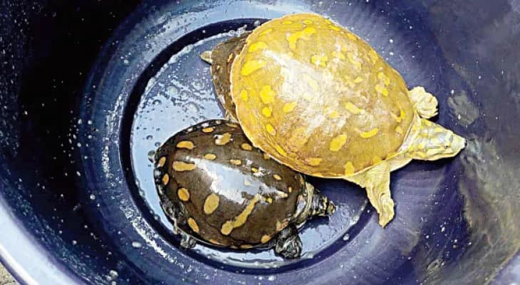 ১২টি তিল কাছিমকে ছাড়া হল জলাশয়ে