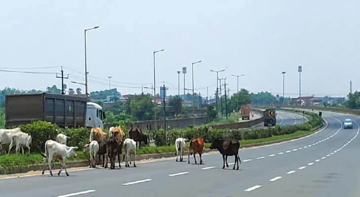 বুদবুদে জাতীয় সড়কে গোরু-মোষের বিচরণ, মালিকদের পদক্ষেপের দাবি