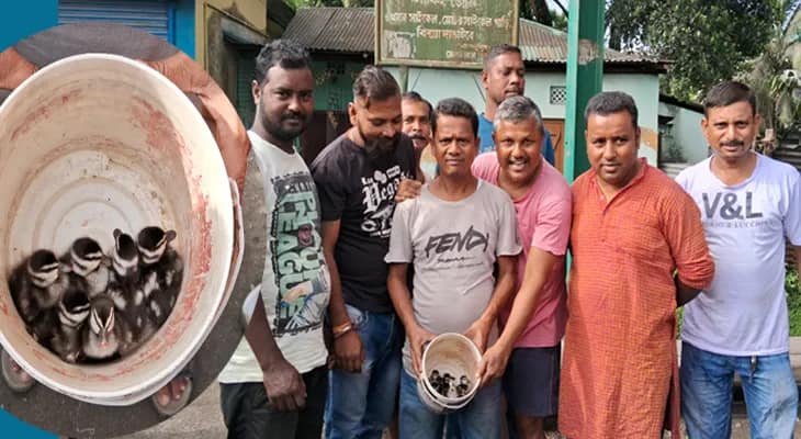 মায়ের কাছে ফিরে গেল ৬টি খুদে বালিহাঁস