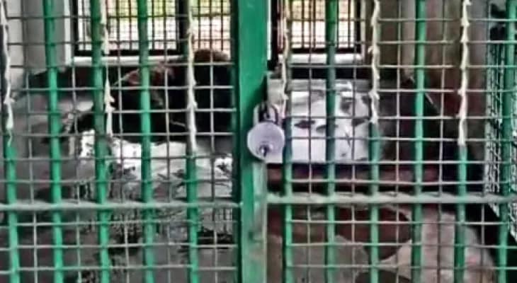ঝড়খালি পুনর্বাসন কেন্দ্রে সেজে উঠল বাঘের খাঁচা, ব্যাঘ্র দিবসে ট্রে’তে সাজিয়ে দেওয়া হল মাটন