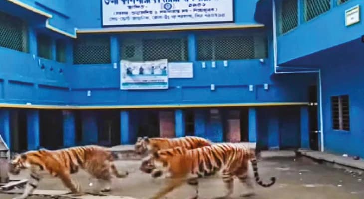 এআইয়ে বাঘের ভিডিও বানিয়ে ‘পাঠ’! আতঙ্কে পড়ুয়াদের স্কুলেই পাঠালেন না অভিভাবকরা