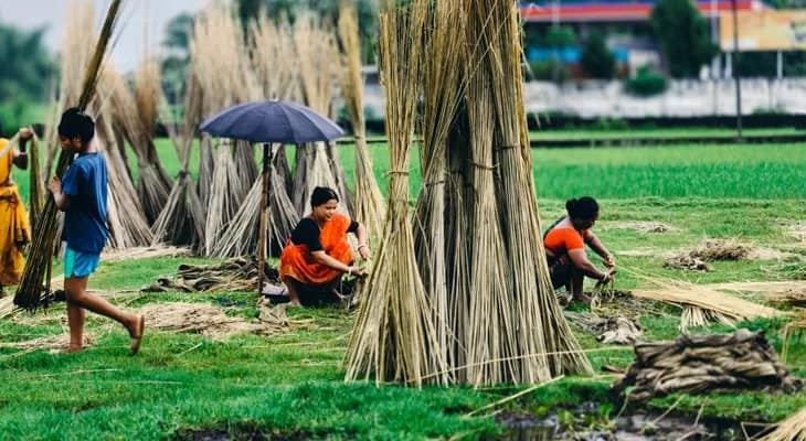 বৃষ্টি হওয়ায় খুশি পাট চাষিরা!