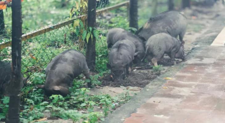 জাপানি এনসেফেলাইটিস: শুয়োরের রক্তের নমুনা পাঠানো হল বেরিলিতে