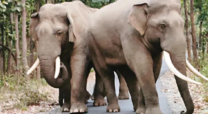 হাতির তাণ্ডবে দিশাহারা, স্থায়ী সমাধান চান ঝাড়গ্রামবাসী