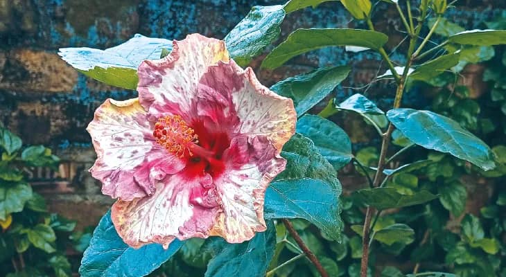 সিঙ্গুরের জমিতে মা-মাটি মানুষের নেত্রীর নামে ফুল, নতুন জবার নাম ‘মমতা দিদি’