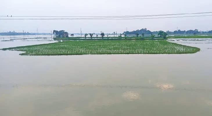 কাটোয়ায় সদ্য রোয়া ধানজমি জলমগ্ন, ঘুম উবেছে চাষিদের