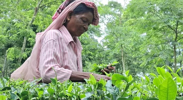 সেপ্টেম্বরের শুরুতেই চা বাগানের শ্রমিকদের বোনাস সংক্রান্ত বৈঠক