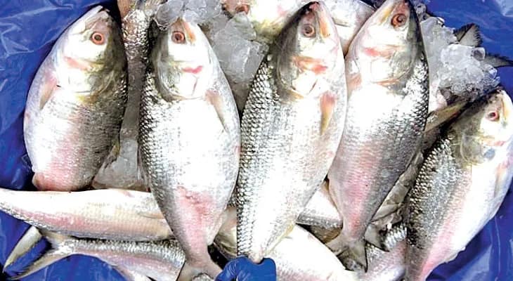 অঞ্জলির  ইলিশ পার্বণ  আর মাত্র দু’দিন