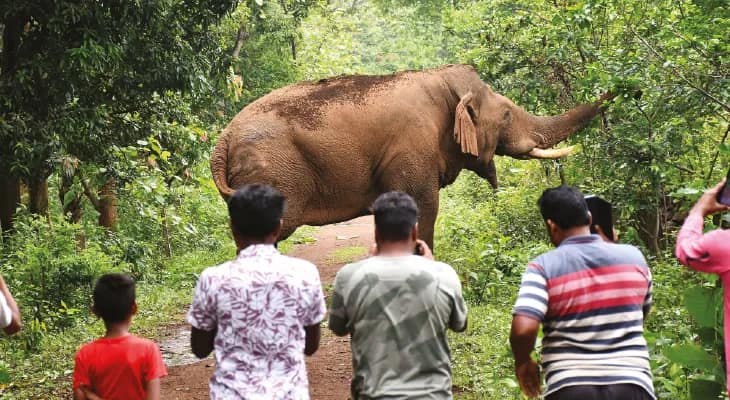 বিশ্ব হাতি দিবসে ঝাড়গ্রামের রামলালকে স্বীকৃতি প্রদানের ভাবনা-চিন্তা বনদপ্তরের