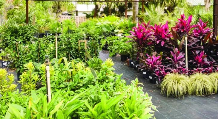 দুই নার্সারিতে দুষ্কৃতী তাণ্ডব