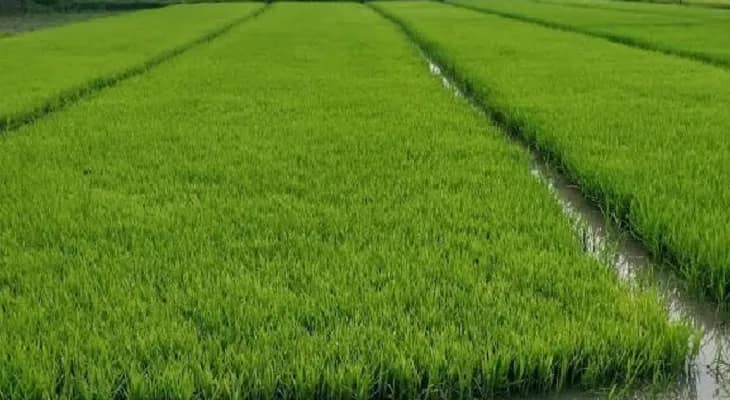 খরিফ মরশুমের শুরুতেই হালকা বৃষ্টি, বীজতলা করে স্বস্তিতে চাষিরা