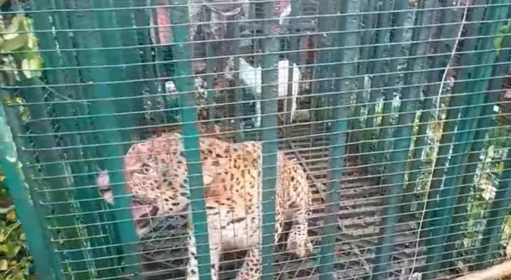 সাড়ে তিনমাস ধরে লুকোচুরি , অবশেষে পাকড়াও এলাকার 'ত্রাস'! খাঁচাবন্দি চিতাবাঘ