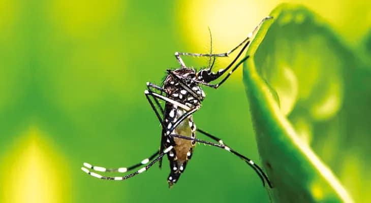 বিধাননগরে ডেঙ্গু নিয়ন্ত্রণে জোর মশা নিধনে রাজপথে পুলিসও