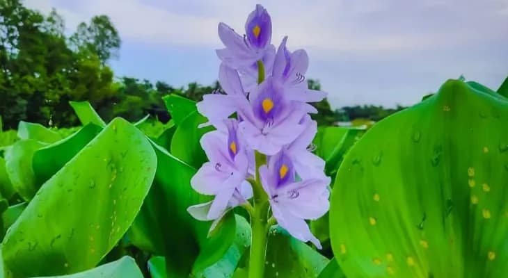 কানা দ্বারকেশ্বর, ভোমরা খালে কচুরিপানা সাফাইয়ের উদ্যোগ