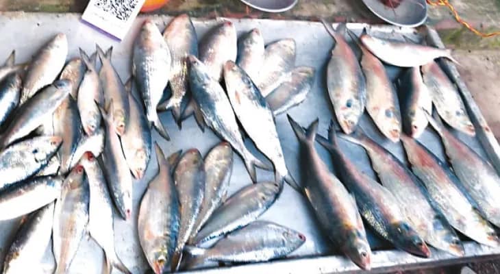 গদাখালিতে টাটকা ইলিশ, তুঙ্গে চাহিদা