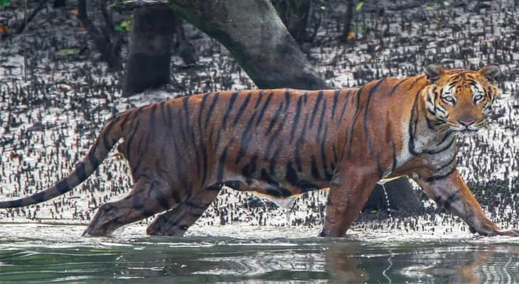 বয়সের কারণেই সুন্দরবনে বাঘের মৃত্যু
