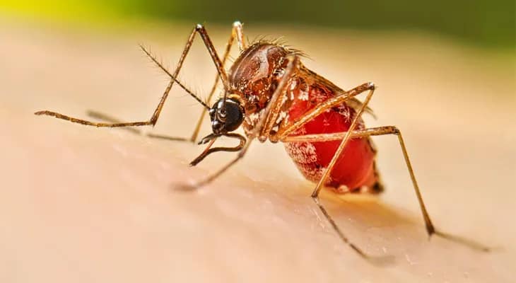 ডেঙ্গুর ভয়ে কাঁপছে ইউরোপ দিশা দেখাবেন বাঙালি বিজ্ঞানীরা, ১৬ বছরে সর্বোচ্চ সংক্রমণ